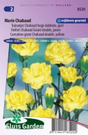 Carnation giant Chabaud double, yellow
