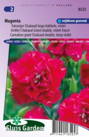 Carnation Magenta giant Chabaud double, deep violet