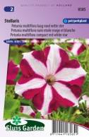Petunia Stellaris, etoile rouge et blanche