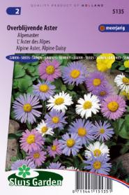 Alpine Aster of Daisy, Largeflowered Hybrids