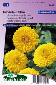 Goudsbloem Ball's Golden Yellow