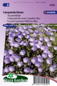Bellflower Carpathian Blue, Tussock