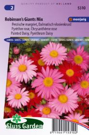 Margriet Robinson's Giants Mix (Perzische margriet)