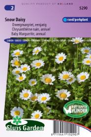 Margriet Snow Daisy (Chrysanthemum)