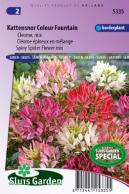 Kattensnor Colour Fountain mix (Cleome)