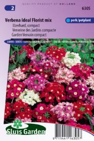 Garden Vervein Ideal Florist mix, compact