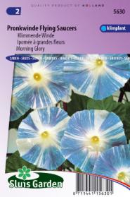 Klimmende Winde Flying Saucer (Ipomoea)