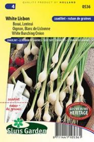 Oignon Blanc de Lisbonne (ruban de graines)