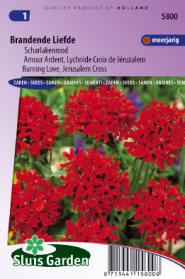 Brandende Liefde Scharlakenrood (Lychnis)