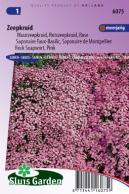 Zeepkruid Rose-Pink (Saponaria)