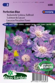 Duifkruid Perfection Blue (Scabiosa)