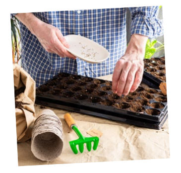 Hand plant zaadje in de grond