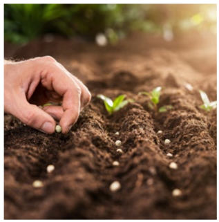 Zaaitray met jonge plantjes